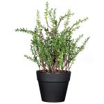 Dekorativ ört timjan DURNAS i dekorativ kruka, grön, 24cm