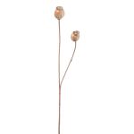 Dekorativ kvist med vallmofrökapslar ORIONLA, ljusbrun, 65cm, Ø3,5-4cm
