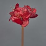 Sammet Amaryllis konstblomma KIRSTY, röd, 70cm, Ø13-15cm