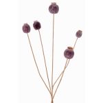 Konstgjord vallmofrögren FILOMELA, mörkbrun, 75cm, Ø2-3,5cm
