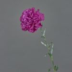 Konstgjord nejlika NIRUSHA, violett, 65cm, Ø9cm