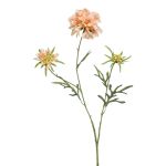 Dekorativ kvist av scabiosa MARUA, persika, 80cm