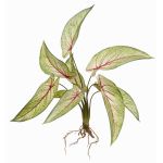Konstväxt Calathea Ornata ASAGI, stödpinne, rötter, grön-röd, 40cm