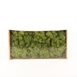 Äkta isländsk mossa SVEINBJÖRN, ängsgröna, 500g