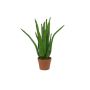 Plast-aloe vera KOLJA, grön, 65cm, Ø30cm