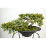 Konstbonsai ceder GABRIA med rötter, i dekorativ skål, 40cm