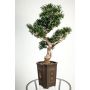 Konstbonsai sten-tall TRISTAN med rötter, i dekorativ kruka, 90cm