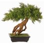Konstgjord enbärbonsai LORITIS i stenskål, 55cm
