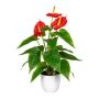 Konstblomma, flamingoblomma PLOVIR i dekorativ kruka, med rötter, röd, 40cm