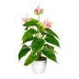 Konstblomma flamingoblomma PLOVIR i dekorativ kruka, rötter, rosa, 40cm