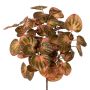 Dekorationsväxt Pilea peperomioides PRIHON, sticka, rosa-grön, 30cm
