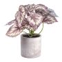 Dekorativ växt bladbegonia GRUHIL i cementkruka, grön-lila, 22cm