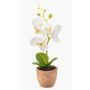 Plastorkidé Phalaenopsis LEONISA i terrakottakruka, vit, 20cm