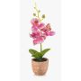 Plastorkidé Phalaenopsis LEONISA i terrakottakruka, rosa, 20cm