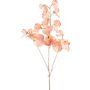 Dekorativ kvist Lathyrus latifolius SLIRKEN, aprikos, 75cm