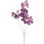 Dekorativ kvist Lathyrus latifolius SLIRKEN, mörklila, 75cm