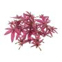 Dekorationsblad japansk lönn FANTIN, 24 stycken, cerise, Ø7-9cm