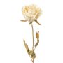 Dekorationsblomma ros PANSOK, torkad look, krämfärgad, 55cm, Ø7cm