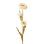 Dekorationsblomma Kap-stråblomma BERLENA, krämfärgad, 60cm