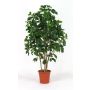 Konstgjord Schefflera NANETTE, äkta stammar, grön, 175cm - Tillverkad i Italien