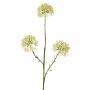 Dekorativ alliumkvist ALIKIO, vit, 65cm, Ø7cm
