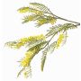 Dekorativ mimosagren BRANAU med blommor, gul, 80cm, Ø0,5cm