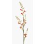 Konstblomma montbretia KATHERYN, orange-röd, 90cm