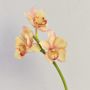 Konstgjord blomma, gren av Cymbidium-orkidé SERAPHINA, gul-rosa, 45cm, Ø10-13cm