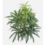 Konstgjord fingeraralia PANGON på stödpinne, grön, 50cm