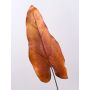 Konstgjort caladiumblad DONALD, orange-brunt, 80cm