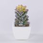 Konstgjord Pachyphytum oviferum ROBBIE, keramikkruka, grön, 13cm