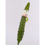 Konstgjord kaktus Nattens drottning DOMENICA, blomma, vit, 50cm