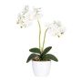 Dekorationsblomma Phalaenopsis-orkidé FRUXO, stödpinne, rötter, vit, 50cm