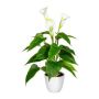 Dekorationsblomma Calla VORLIM i dekorationskruka, luftrötter, vit, 45cm
