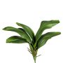 Konstgjorda blad, Phalaenopsis-orkidé DRANFOL, stickpinne, luftrötter, 35cm