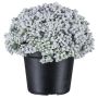 Konstgjord suckulent Sedum telephium NUKEF, vit, 10cm