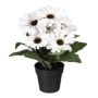 Konstblomma Gerbera KROLVEN i svart dekorativ kruka, krämfärgad, 27cm