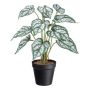 Dekorativ växt Caladium SNALHE, dekorativ kruka, vit-grön, 40cm