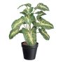 Dekorativ växt Syngonium GLOHEN, dekorativ kruka, grön-gul, 40cm