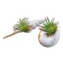 Konstväxt, suckulenten Tillandsia ionantha FRUNS i naturliga snäckskal, 2 st, grön, 8-14cm