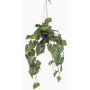 Konstväxt Anthurium hängande blomkruka URCO, dekorativ kruka, grön, 80cm