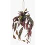 Konstväxt Forellbegonia hängkruka URCO, dekorativ kruka, grön-vit, 80cm