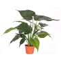 Konstgjord Alocasia Cucullate AROA, grön, 50cm