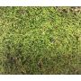 Naturliga mossplattor FERNANDE, gröna, 100g