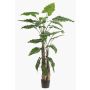 Konstgjord växt Alocasia Sanderiana ALBULA, grön, 180cm