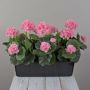 Konstgjorda pelargoner FLOREANA i blomlåda, 3 stycken, ljusrosa, 40x15x35cm