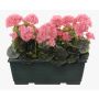 Konstgjorda pelargoner FLOREANA i blomlåda, 3 stycken, ljusrosa, 40x15x35cm