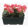 Konstgjorda pelargoner FLOREANA i blomlåda, 3 st, mörkrosa, 40x15x35cm