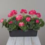 Konstgjorda pelargoner FLOREANA i blomlåda, 3 st, mörkrosa, 40x15x35cm