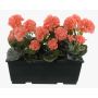 Konstgjorda pelargoner FLOREANA i blomlåda, 3 st, laxrosa, 40x15x35cm